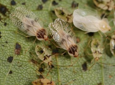 Natural Ways to Get Rid of Lace bugs