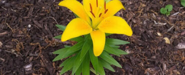 12 Best Types of Garden Mulch
