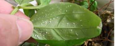 16 Natural Ways to Get Rid of Whiteflies on Plants