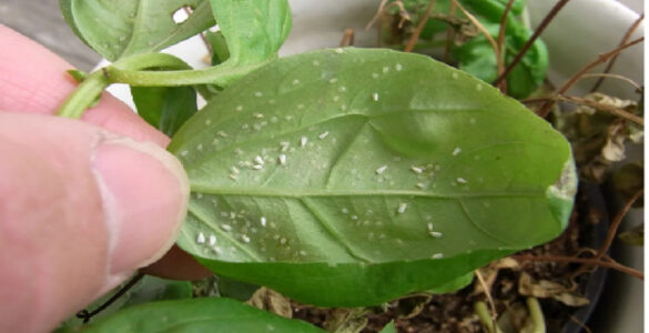 16 Natural Ways to Get Rid of Whiteflies on Plants