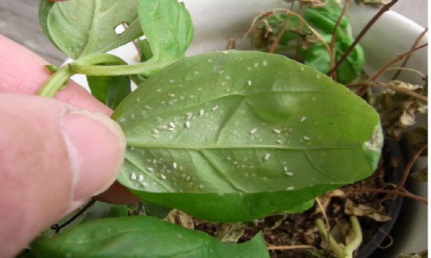 16 Natural Ways to Get Rid of Whiteflies on Plants