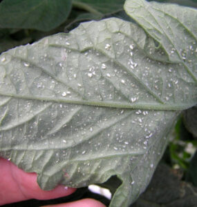 16 Natural Ways to Get Rid of Whiteflies on Plants