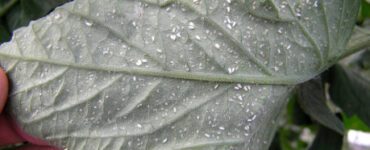 16 Natural Ways to Get Rid of Whiteflies on Plants