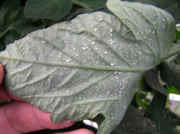 16 Natural Ways to Get Rid of Whiteflies on Plants