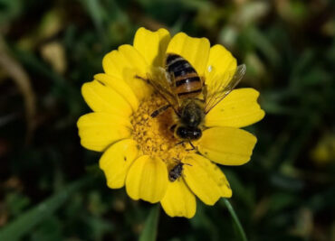 5 Benefits of Bees & How to Attract Them