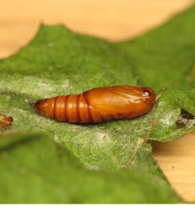 9 Natural Ways to Get Rid of Leafrollers