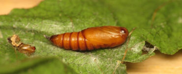 9 Natural Ways to Get Rid of Leafrollers