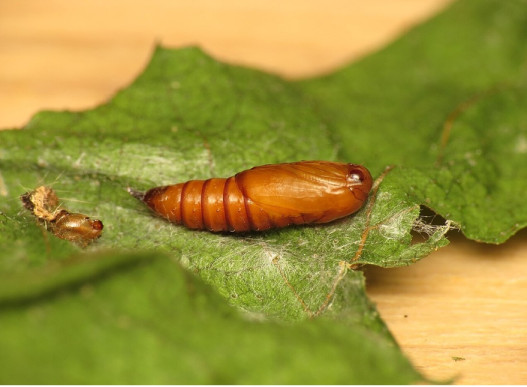 9 Natural Ways to Get Rid of Leafrollers