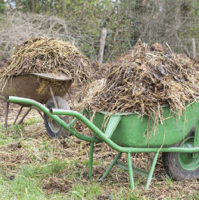 Using Manures in Your Vegetable Garden: Basic Guide