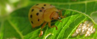 13 Natural Ways to Get Rid of Mexican Bean Beetles