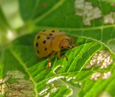 13 Natural Ways to Get Rid of Mexican Bean Beetles