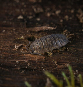 14 Natural Ways to Get Rid of Pill Bugs (Rolly Pollies)