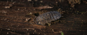 14 Natural Ways to Get Rid of Pill Bugs (Rolly Pollies)