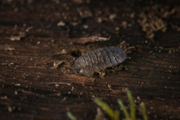 14 Natural Ways to Get Rid of Pill Bugs (Rolly Pollies)