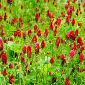 Cover Crops: Benefits, Types, and Uses