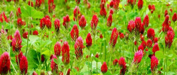 Cover Crops: Benefits, Types, and Uses