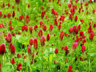Cover Crops: Benefits, Types, and Uses