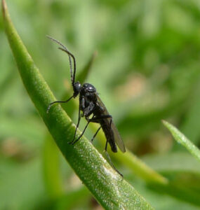 17 Natural Ways to Get Rid of Fungus Gnats