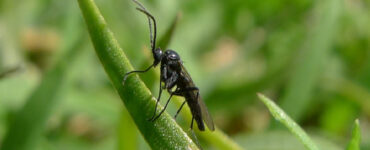 17 Natural Ways to Get Rid of Fungus Gnats