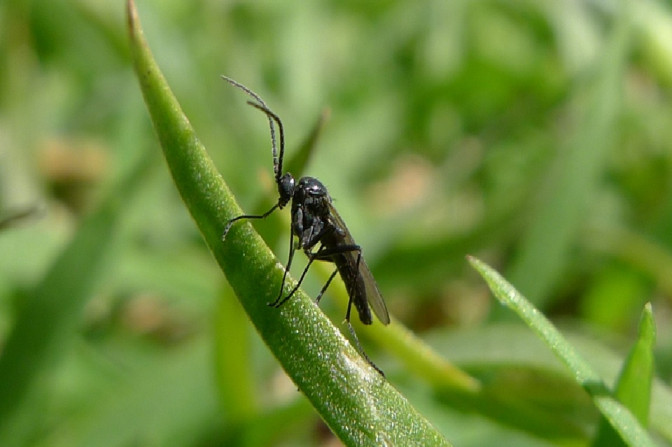 17 Natural Ways to Get Rid of Fungus Gnats