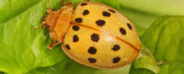 13 Natural Ways to Get Rid of Mexican Bean Beetles