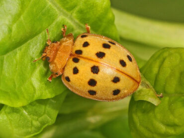 13 Natural Ways to Get Rid of Mexican Bean Beetles
