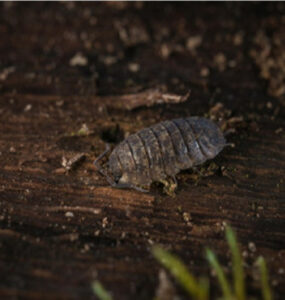 14 Natural Ways to Get Rid of Pill Bugs (Rolly Pollies)