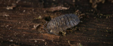 14 Natural Ways to Get Rid of Pill Bugs (Rolly Pollies)