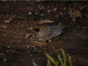 14 Natural Ways to Get Rid of Pill Bugs (Rolly Pollies)