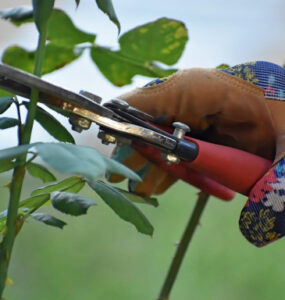 Pruning: Meaning, Importance, Methods & Tools