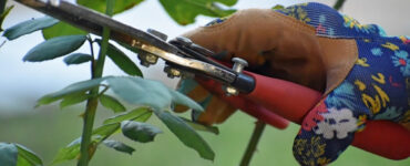 Pruning: Meaning, Importance, Methods & Tools