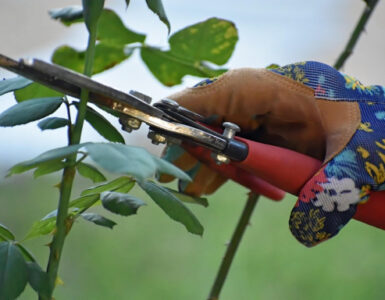 Pruning: Meaning, Importance, Methods & Tools