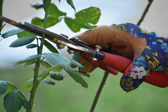 Pruning: Meaning, Importance, Methods & Tools