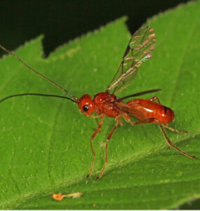 Braconid wasp