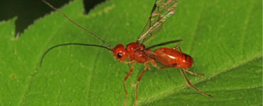 Braconid wasp