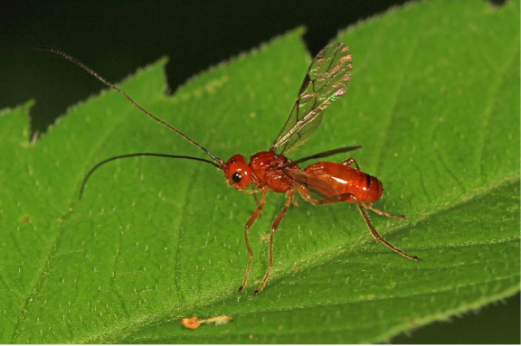 Braconid wasp