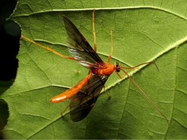 Braconid Wasps Garden Benefits & How to Attract Them
