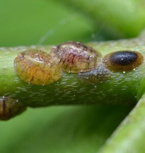 10 Natural Ways to Get Rid of Scale Insects on Plants