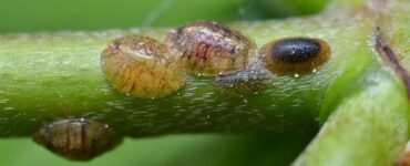 10 Natural Ways to Get Rid of Scale Insects on Plants