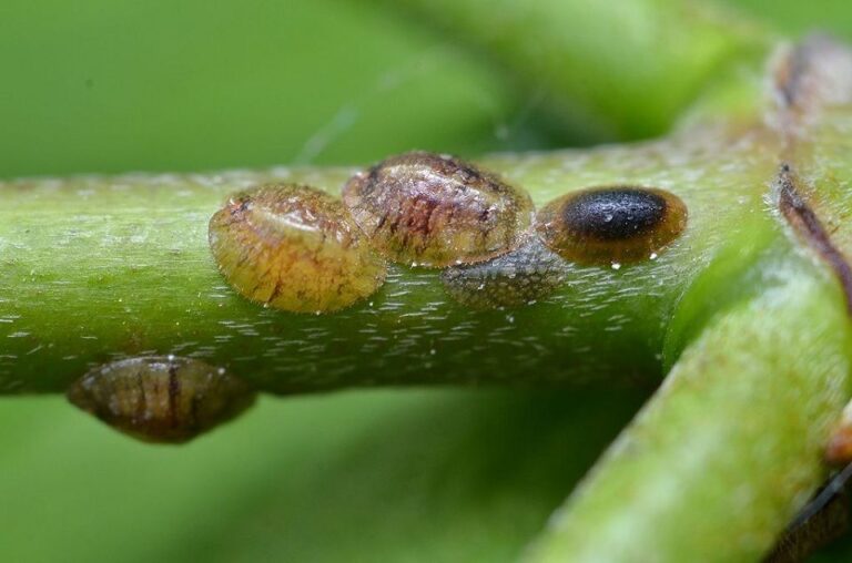10 Natural Ways to Get Rid of Scale on Plants - Dre Campbell Farm