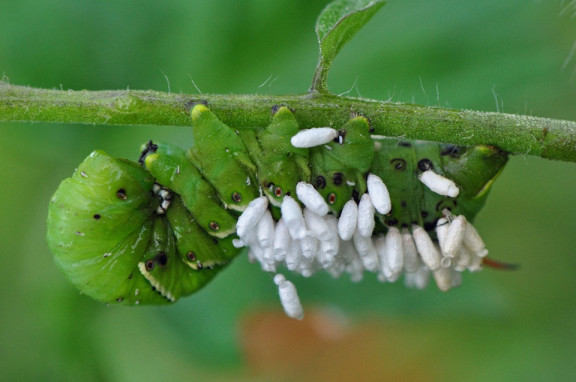 braconid wasp eggs