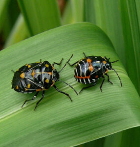 13 Natural Ways to Get Rid of Harlequin Bugs (Murgantia histrionica)