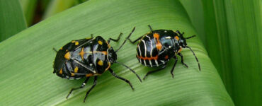 13 Natural Ways to Get Rid of Harlequin Bugs (Murgantia histrionica)