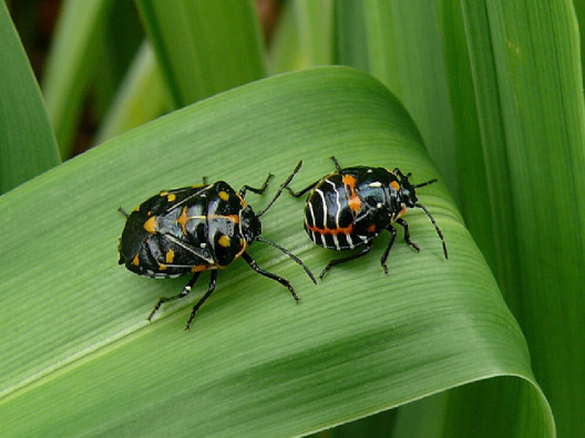 13 Natural Ways to Get Rid of Harlequin Bugs (Murgantia histrionica)