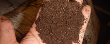 Bat Guano Fertilizer: Benefits and How to Use