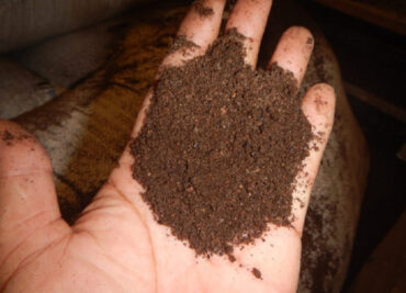 Bat Guano Fertilizer: Benefits and How to Use