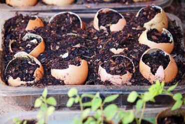 8 Uses For Eggshells In The Garden