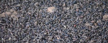 Bat Guano Fertilizer: Benefits and How to Use