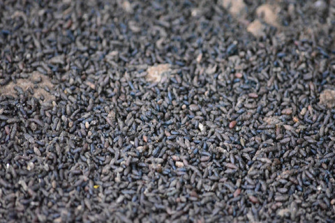 Bat Guano Fertilizer: Benefits and How to Use