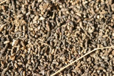 Bat Guano Fertilizer: Benefits and How to Use